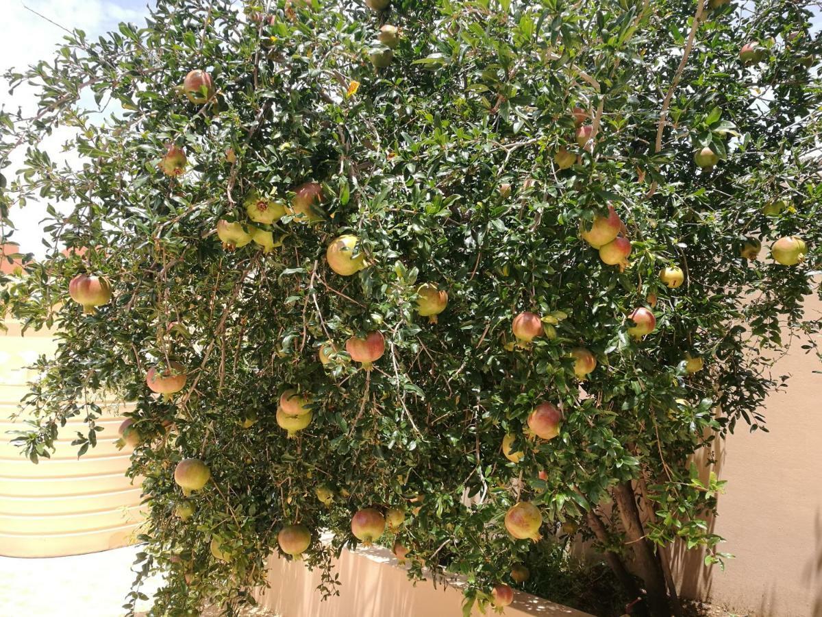 Salassel Al Jabal Al Akhdar Guesthouse Al 'Aqar Exterior foto